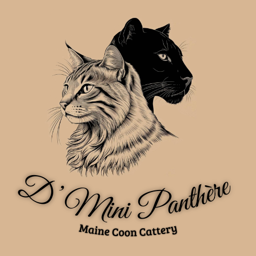 Chatterie D'Mini Panthère