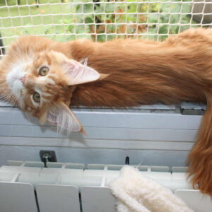 Aslan