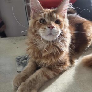 Aslan