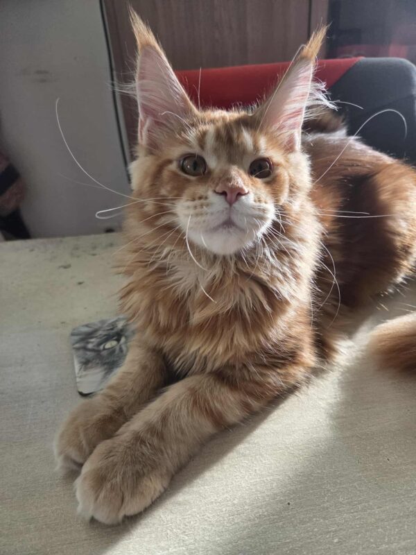 Aslan